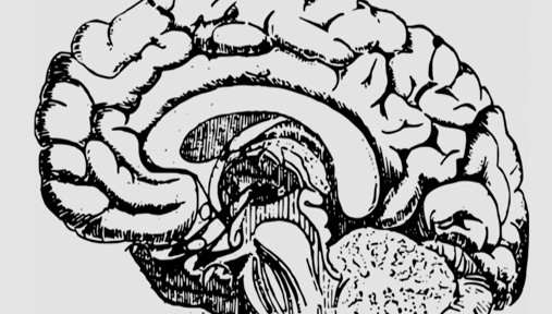 Brain-graphic